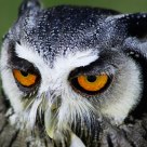 ASSIOLO ( OTUS SCOPS )